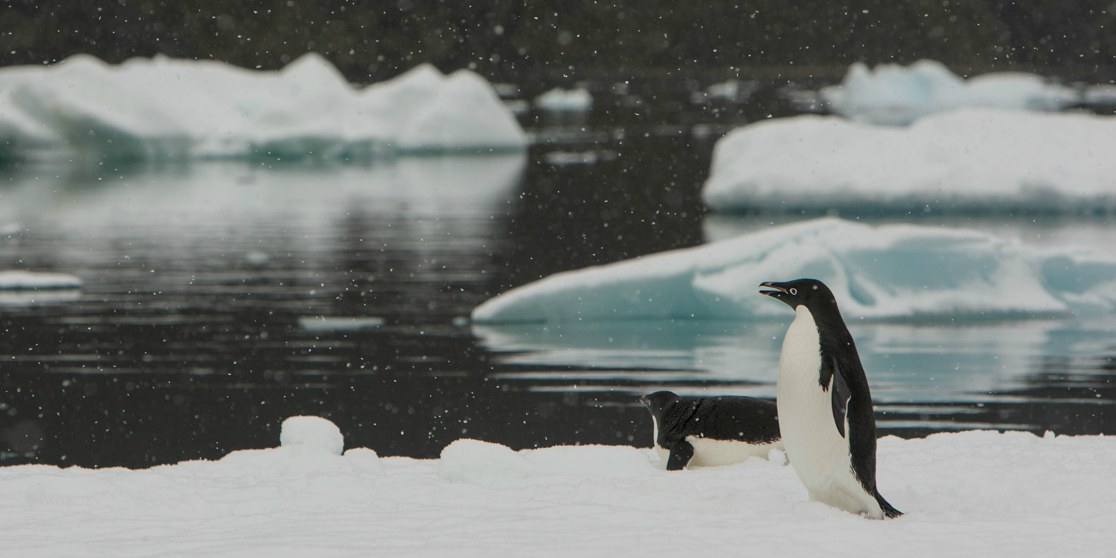 Adélie penguins are affected by climate change.