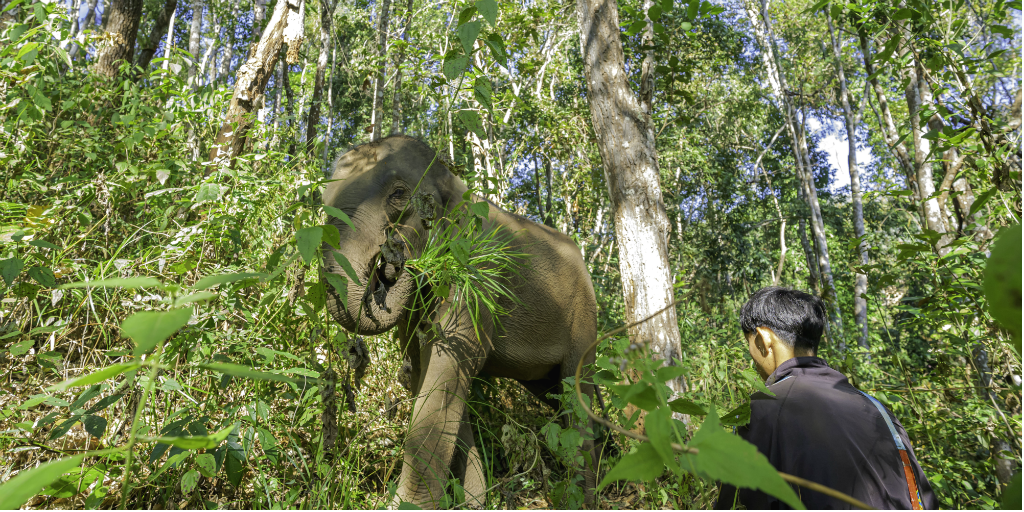 A Chiang Mai mahout walking alongside an elephant.