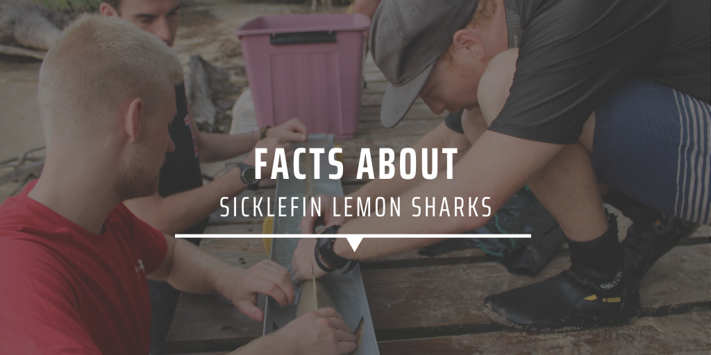 facts about sicklefin lemon sharks