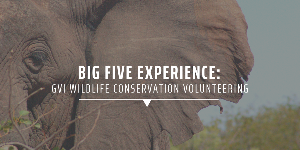 big five experience: gvi wildlife conservation volunteering