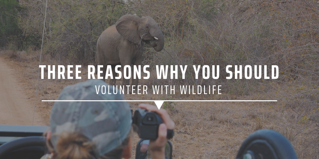 three reasons why you should volunteer with wildlife