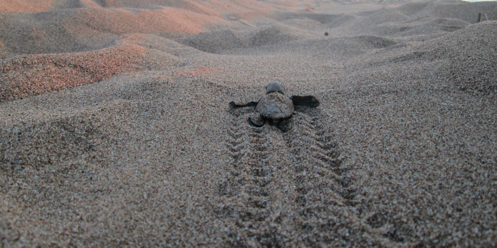 Baby turtle making its way to the sea
