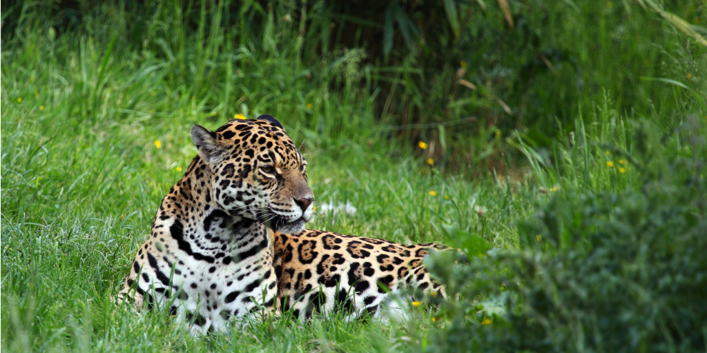 A jaguar laying in green grass.