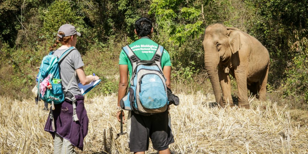 Two volunteers standing at a distance from a wild elephant in Chiang Mai.