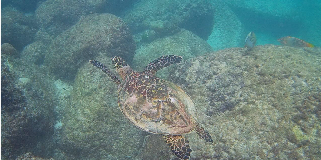 A turtle swimming off the coast of Curieuse in Seychelles.