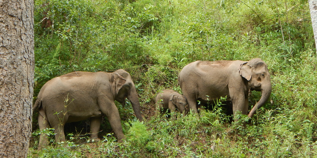 Searching for the best place to visit elephants in Thailand? Look no further than Chiang Mai