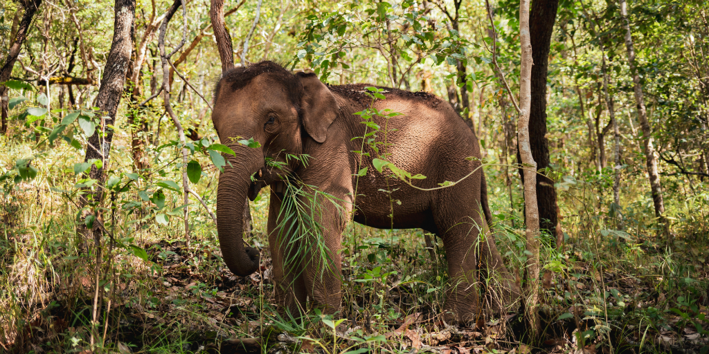 Volunteer in Thailand with elephants and witness their incredible nature