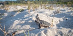 Protect sea turtles in Greece