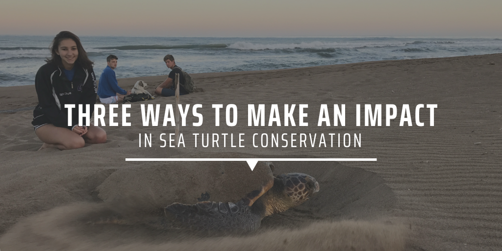 Three ways to make an impact in sea turtle conservation
