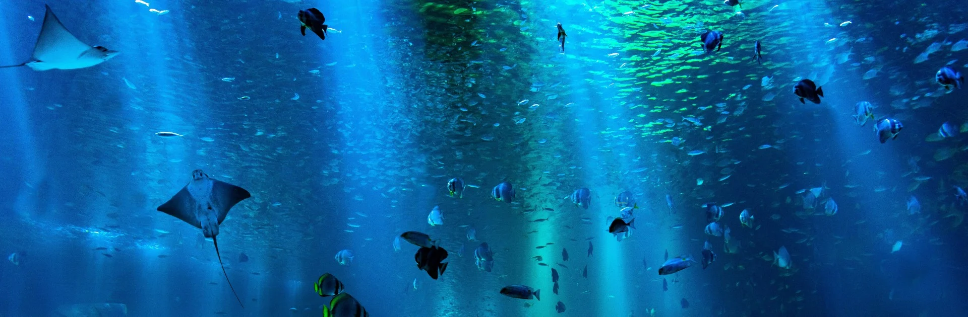Sea for yourself: the ethics of aquariums