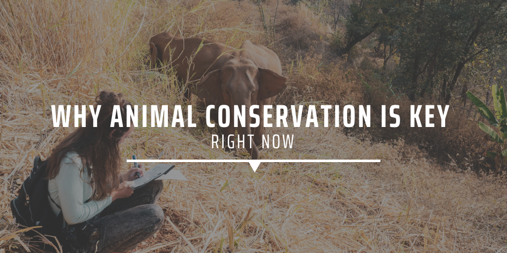 why animal conservation is key right now