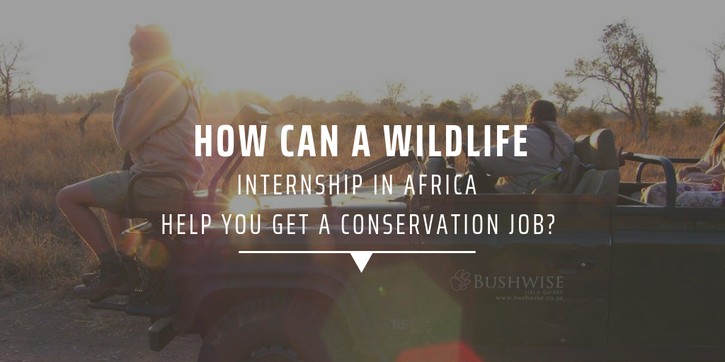 How can a wildlife internship in Africa help you get a conservation job