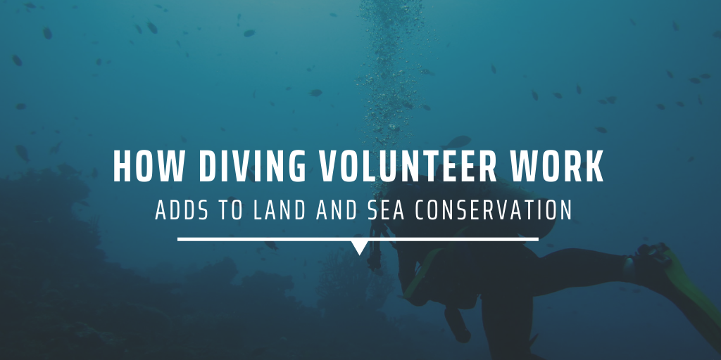 How diving volunteer work adds to land and sea conservation