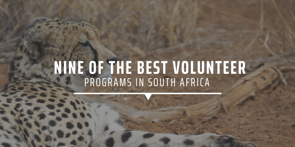 Nine of the best volunteer programs in South Africa