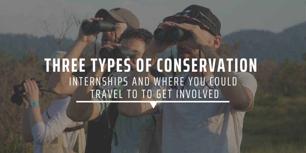 Three types of conservation internships and where you could travel to to get involved