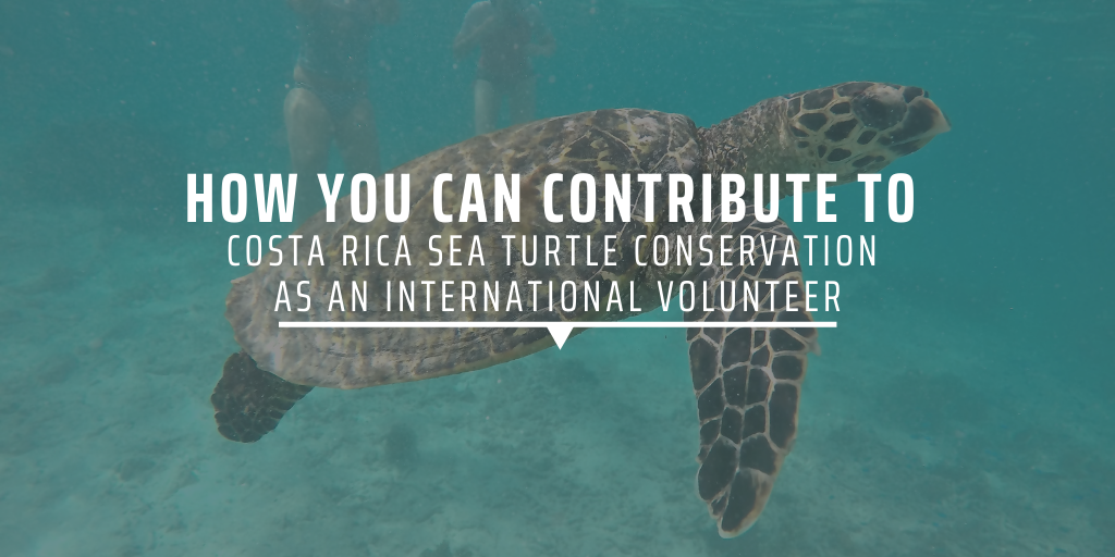 How you can contribute to Costa Rica sea turtle conservation as an international volunteer