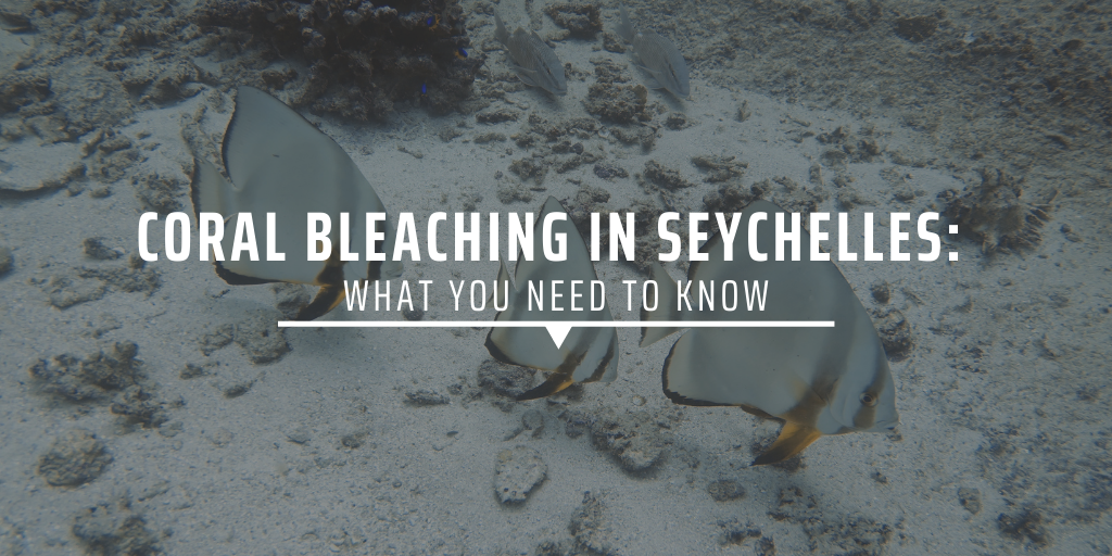 Coral bleaching in Seychelles: what you need to know