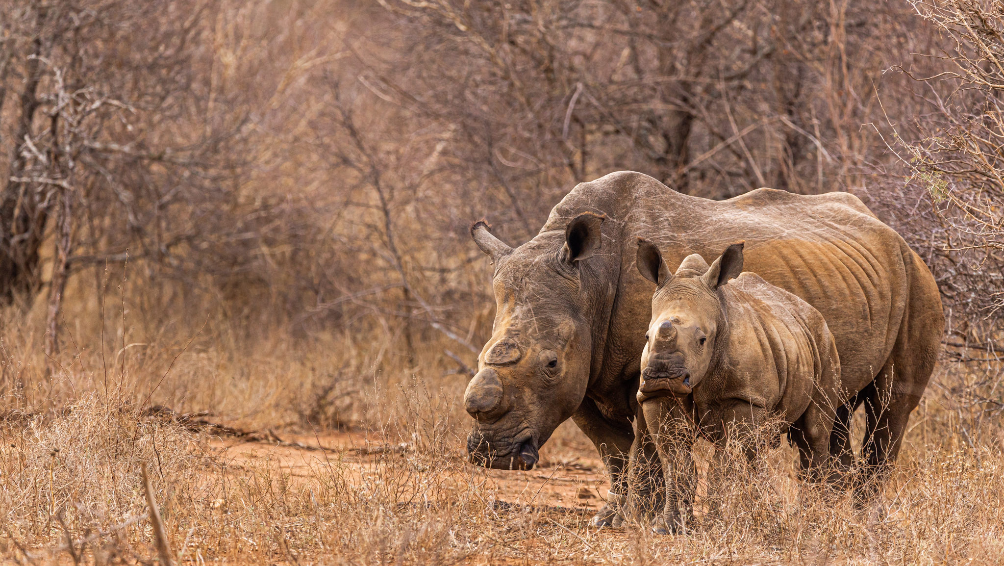 Rhino cow and calf in Limpopo, South Africa