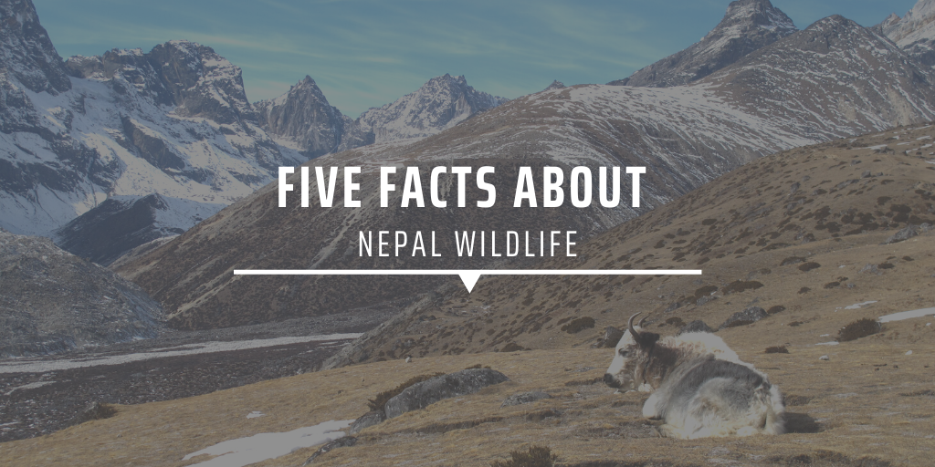 Five facts about Nepal wildlife