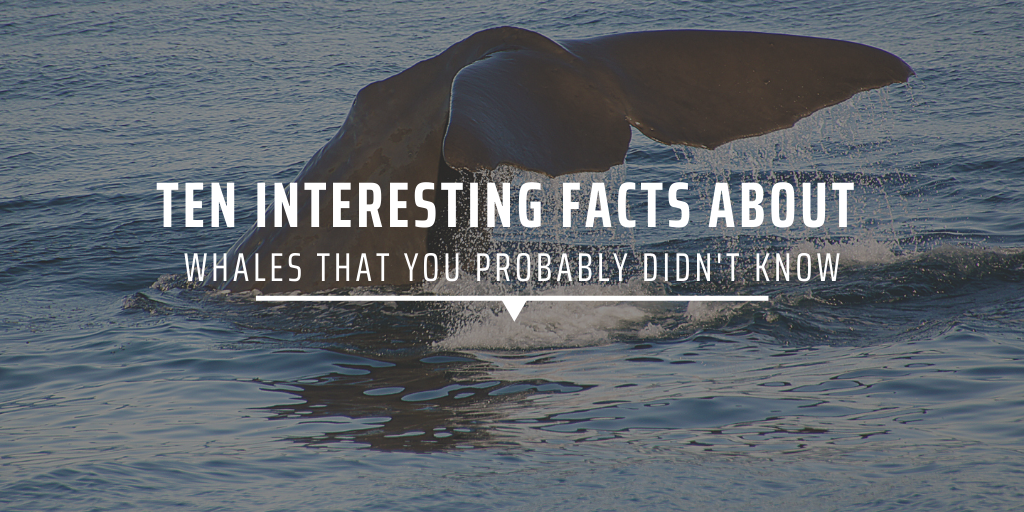 Ten interesting facts about whales that you probably didn’t know