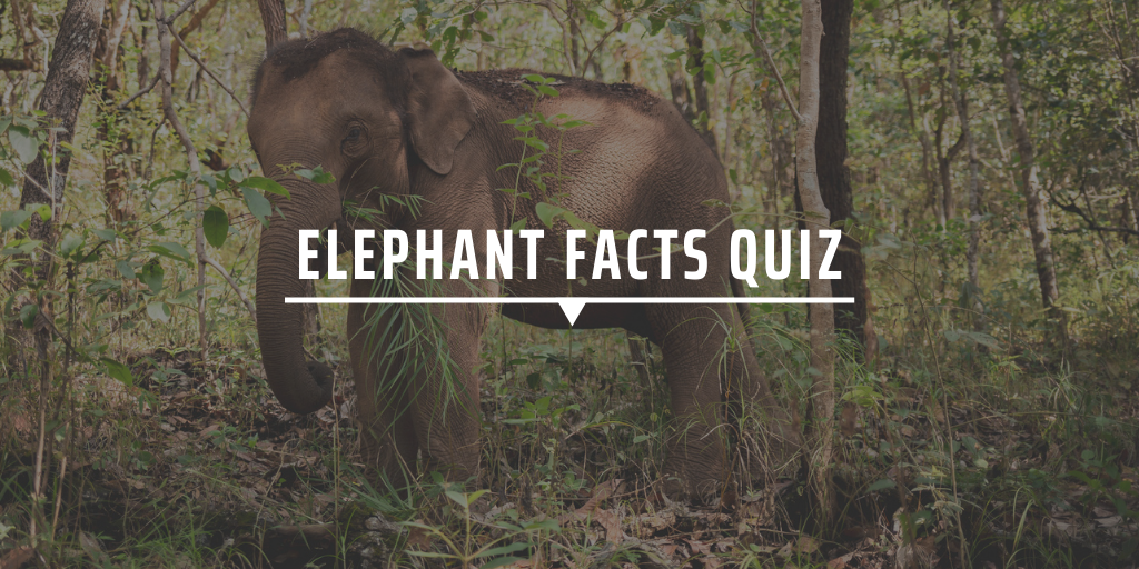 Elephant Facts Quiz