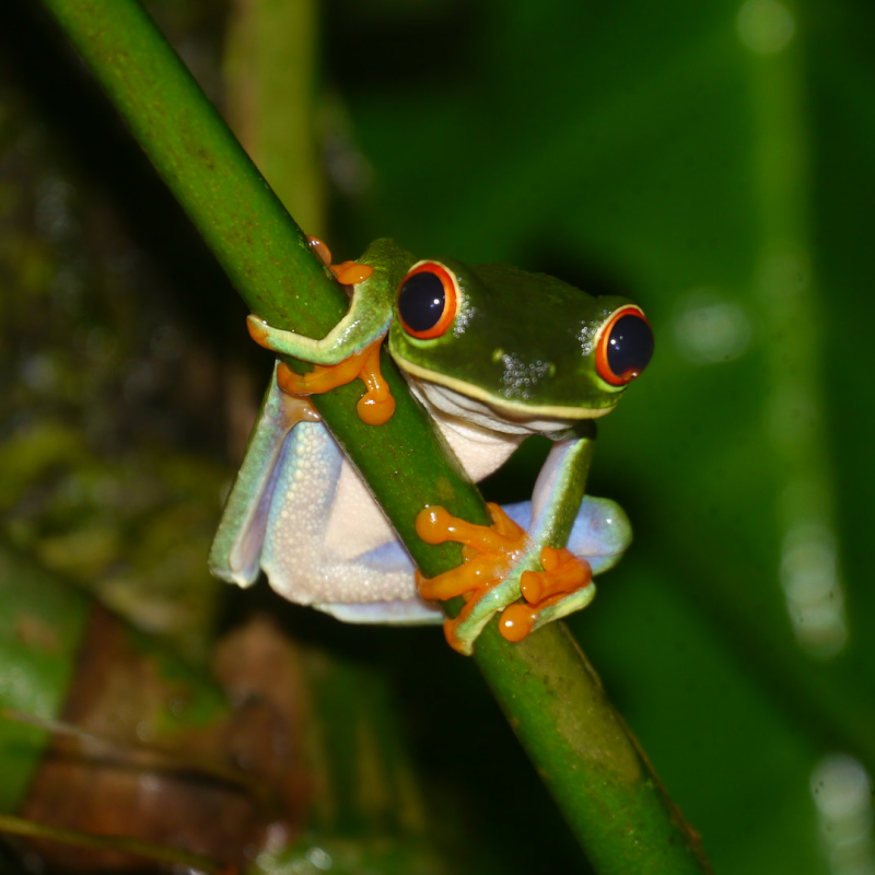 Take a jungle nightwalk and frog watch