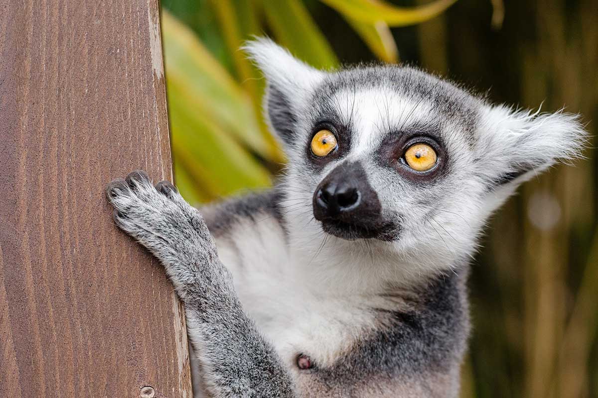 Visit the island of the lemurs 