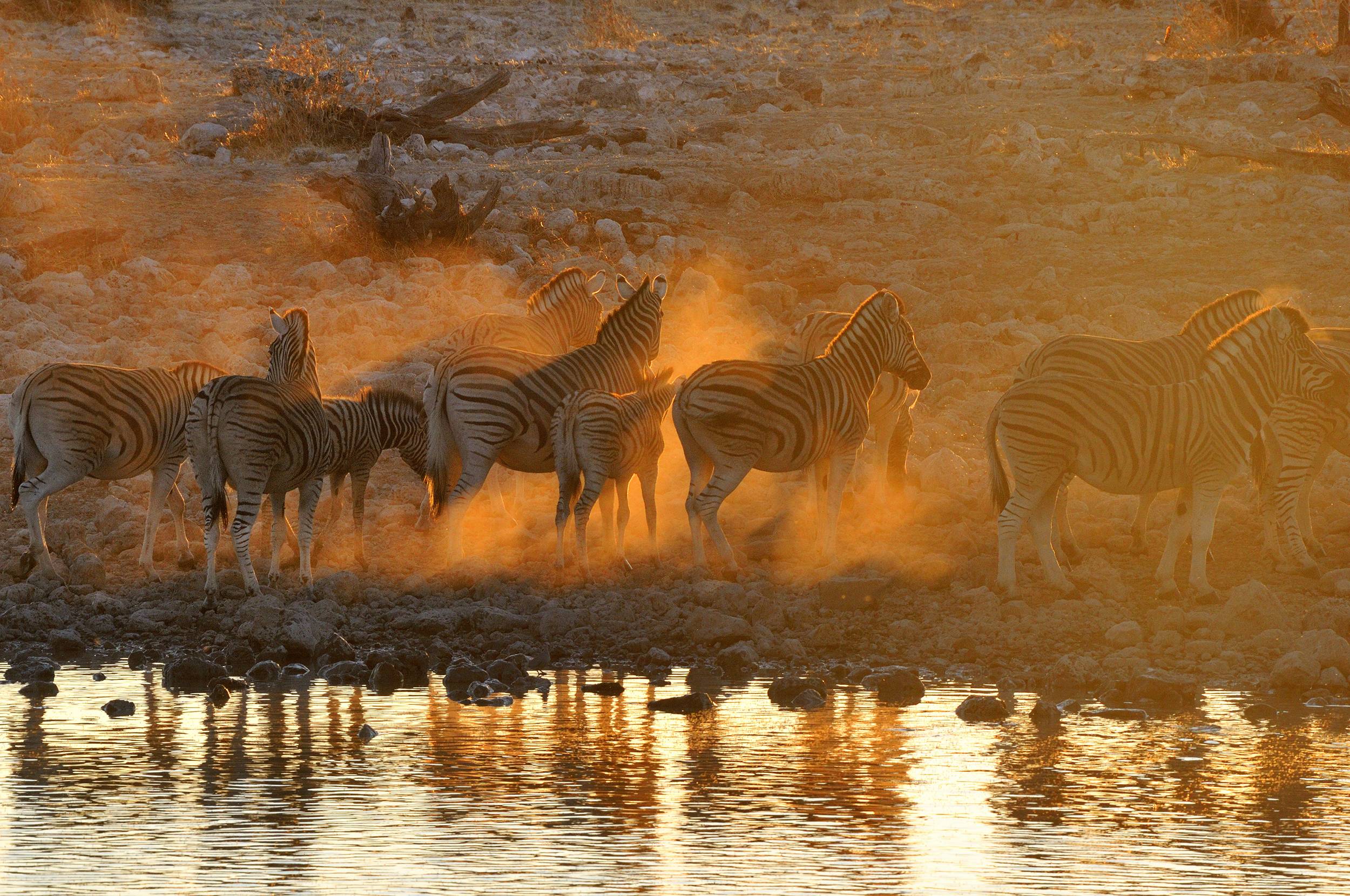 Watch a magical sunset at a watering hole