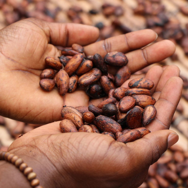 Visit a sustainable chocolate farm