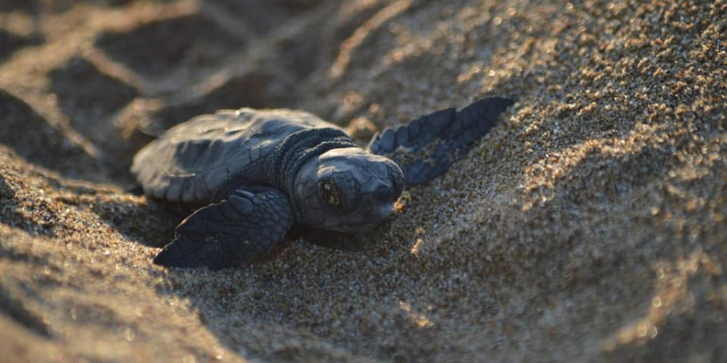 How to start a career in sea turtle conservation