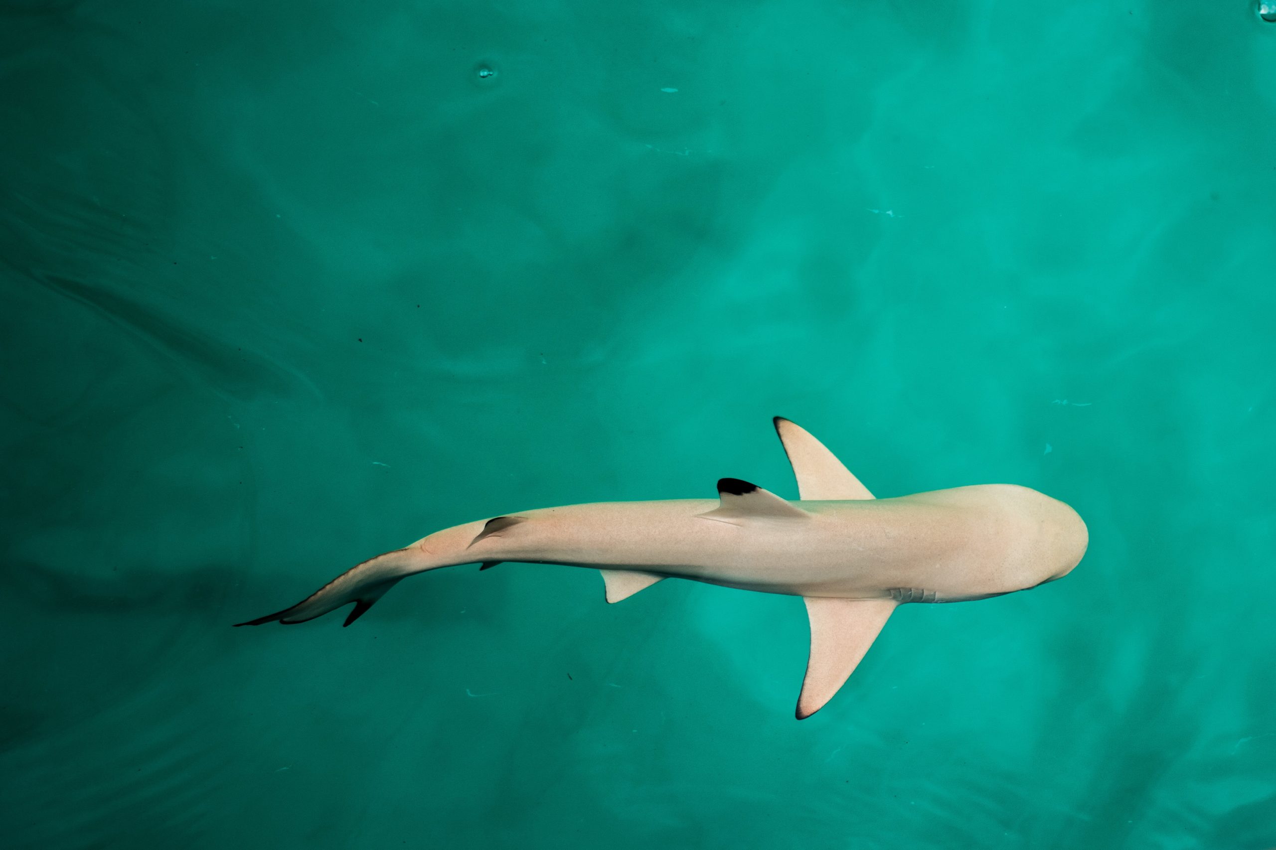 Lemon shark swimming
