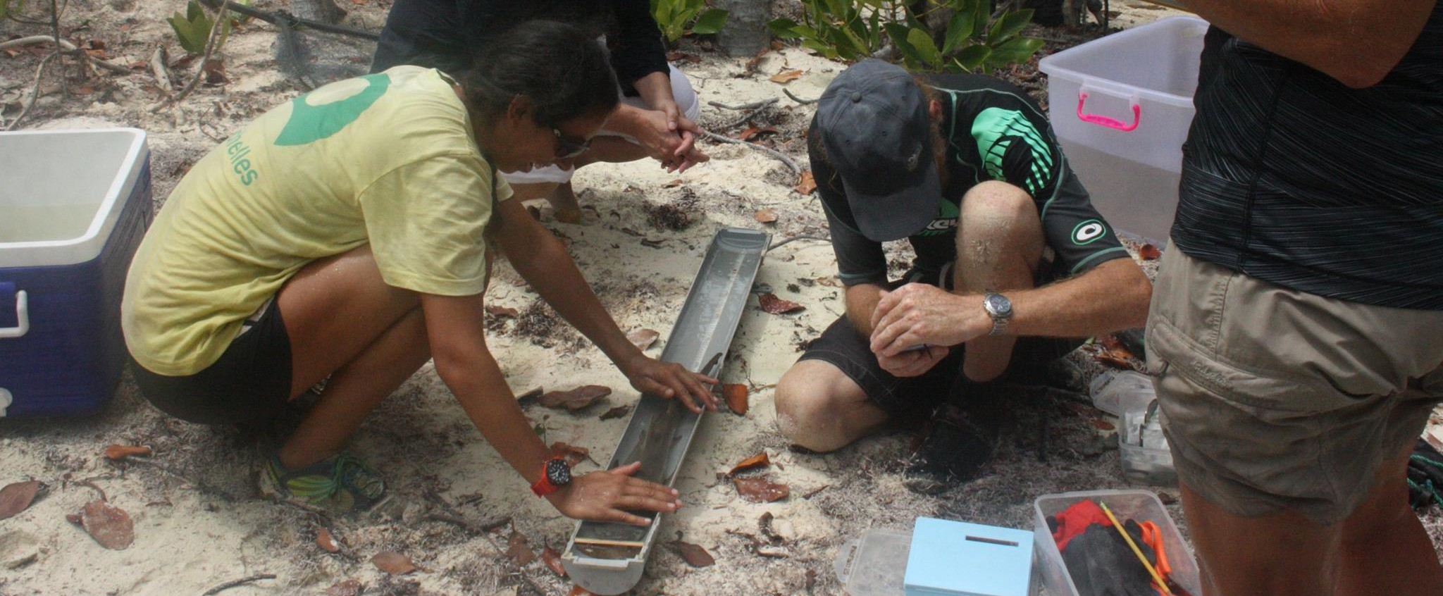 Participant researching lemon sharks in Seychelles