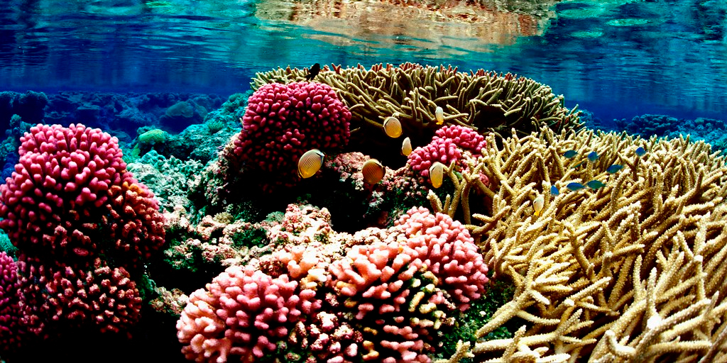 A thriving coral reef