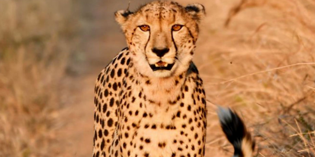 Interesting facts about Cheetahs