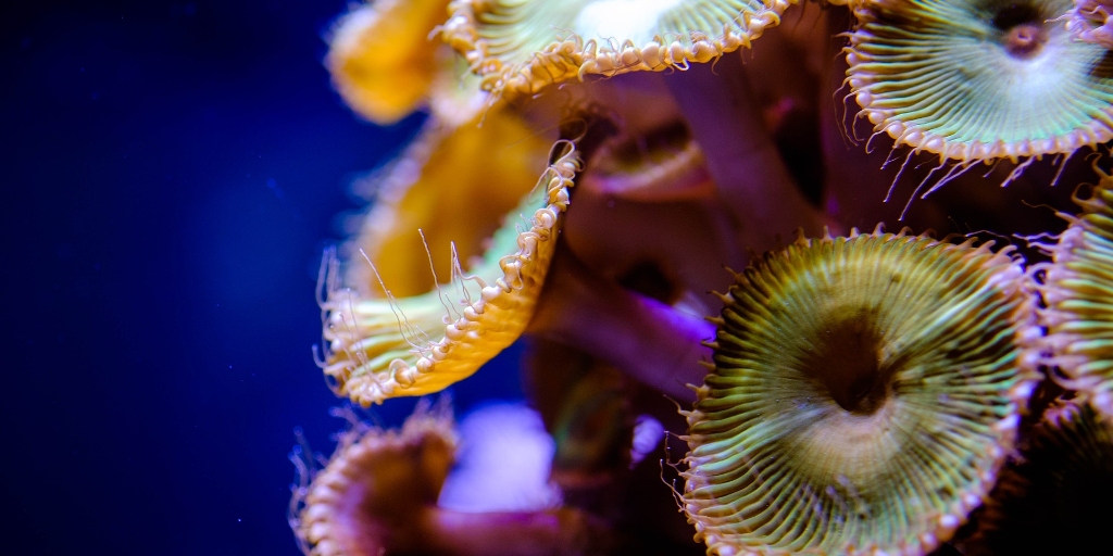 How are coral nurseries helping to save the ocean?