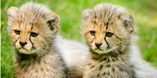 Baby cheetahs