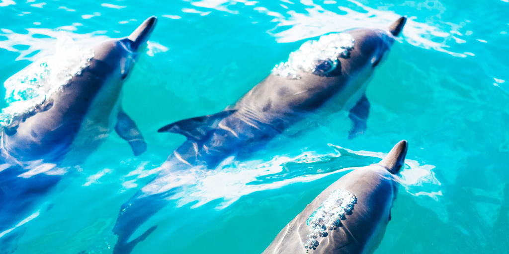 Dolphins in tenerife