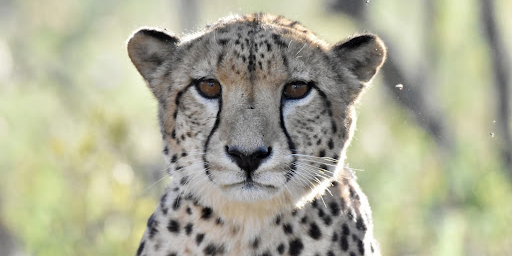 Cheetah looking into the camera