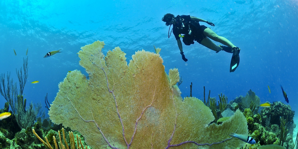 5 top scuba-diving and marine conservation programs (in the world’s best locations)