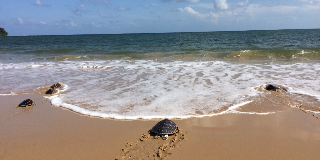 Endangered sea turtles: how you can help to protect them