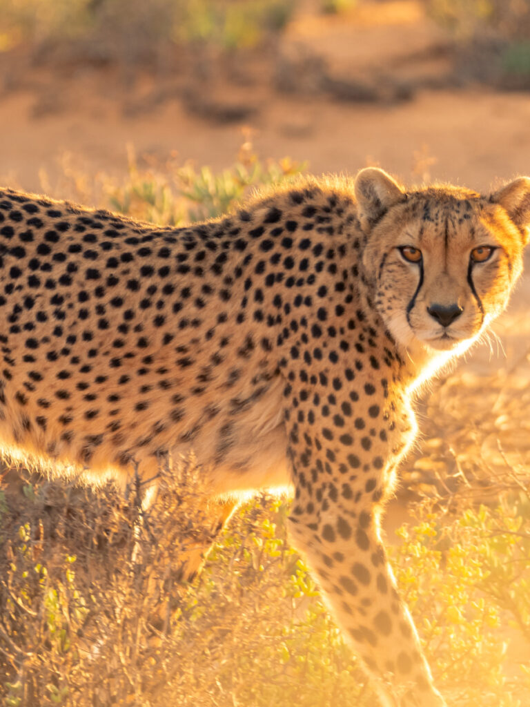 Fun facts about cheetahs | GVI