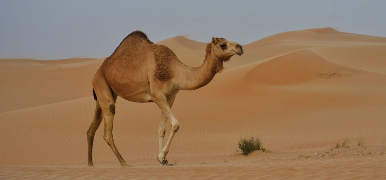 9 Amazing Adaptations of Desert Animals | GVI