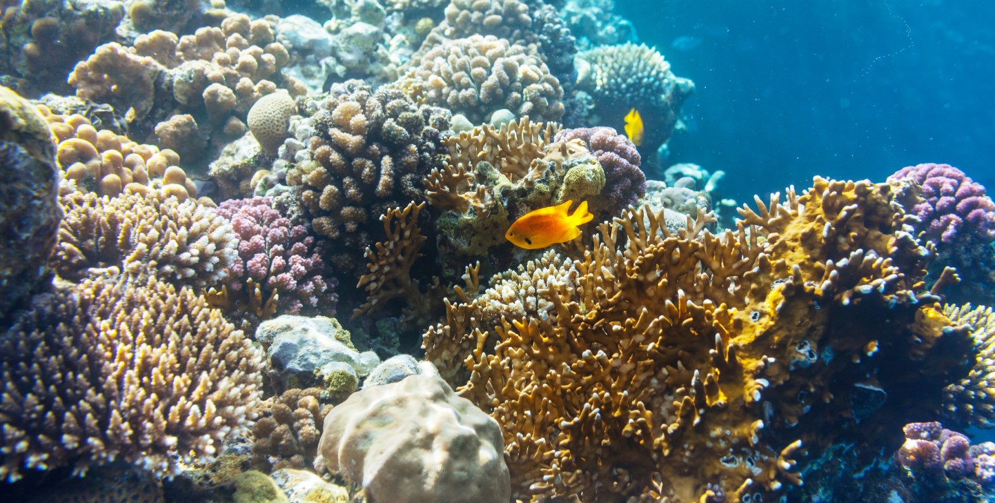 Coral Reefs and Overfishing: A Dangerous Combination | GVI | GVI