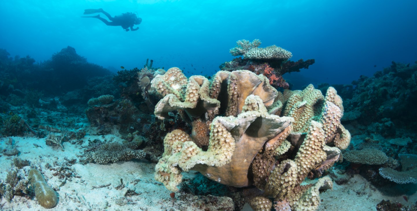 Withstanding climate change, Jordan's coral reefs struggle against human  impact