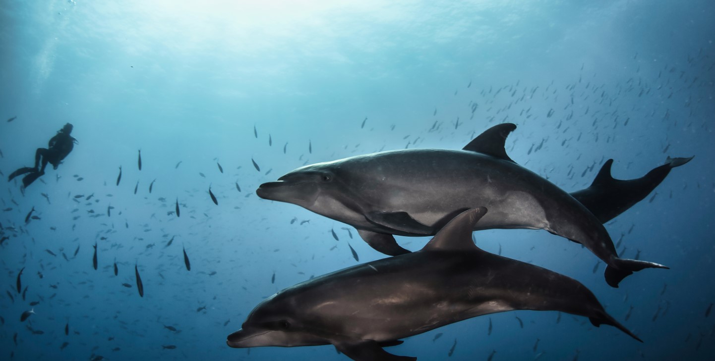 marine biome dolphins