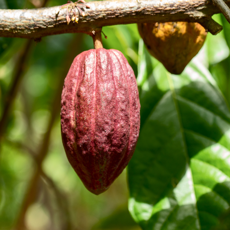 Chocolate-making on a working cacao farm.